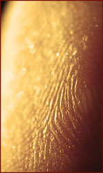 Fingerprint ridges do not increase grip to the skin.