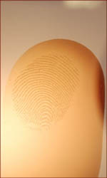 Fingerprint ridges