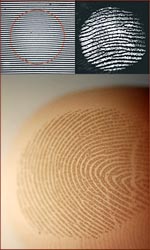 Fingerprints filter vibrations & touch