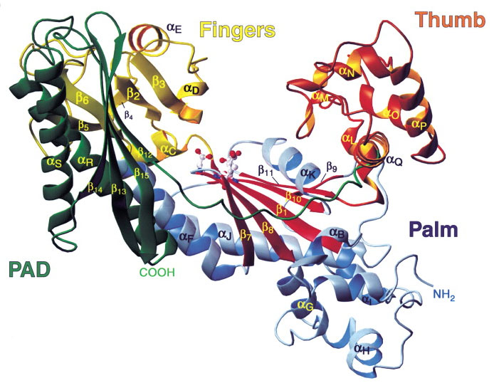 Structure of a DNA polymerase for the hand, including: palm, fingers & thumb.