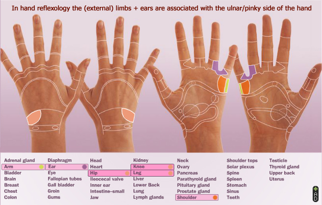 Hand reflexology: ulnar side of the hand corresponds with external limbs & ears.