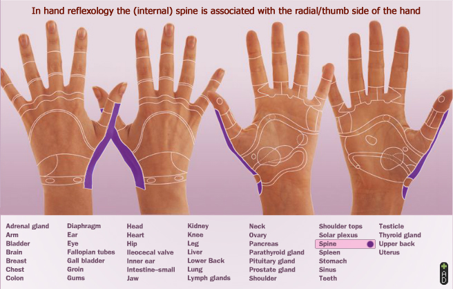 Hand reflexology: radial thumb corresponds with internal spinal.