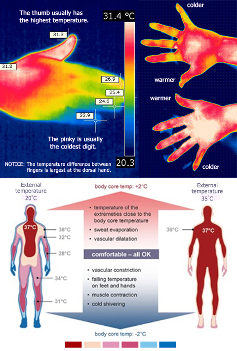 Hand temperature distribution: thumbs have the highest temperature.