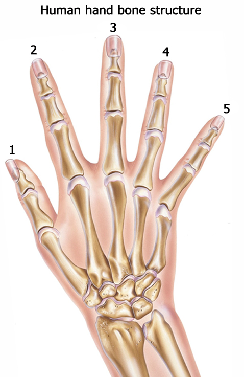 Human hand bone structure.