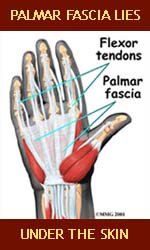 Palmar fascia lies just below the skin