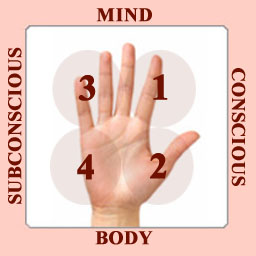 PDC system of the hand.