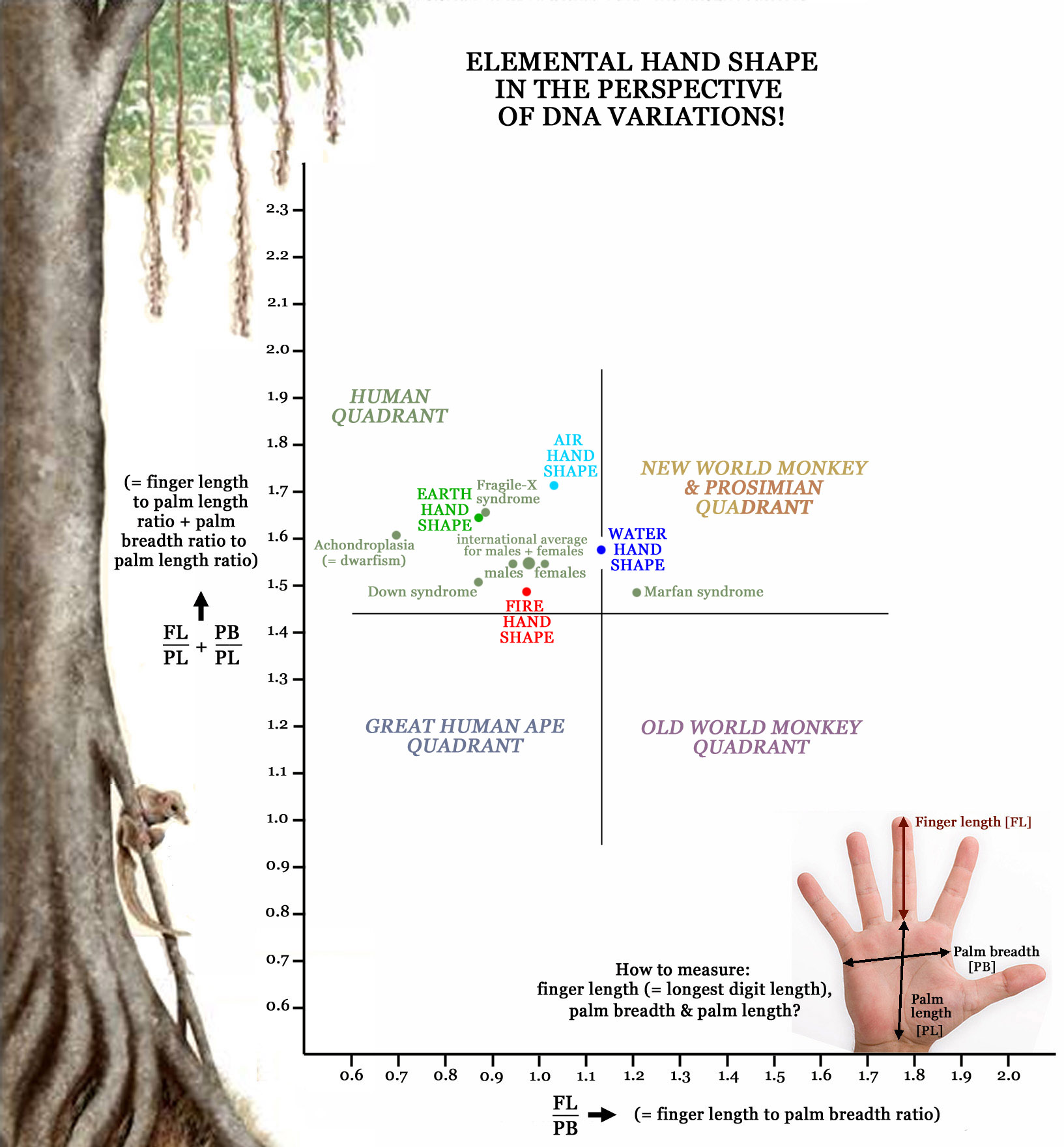 Find your Elemental Hand Shape in 3 steps! (Locked topic) Primate-hands-family-tree-elemental-hand-shape