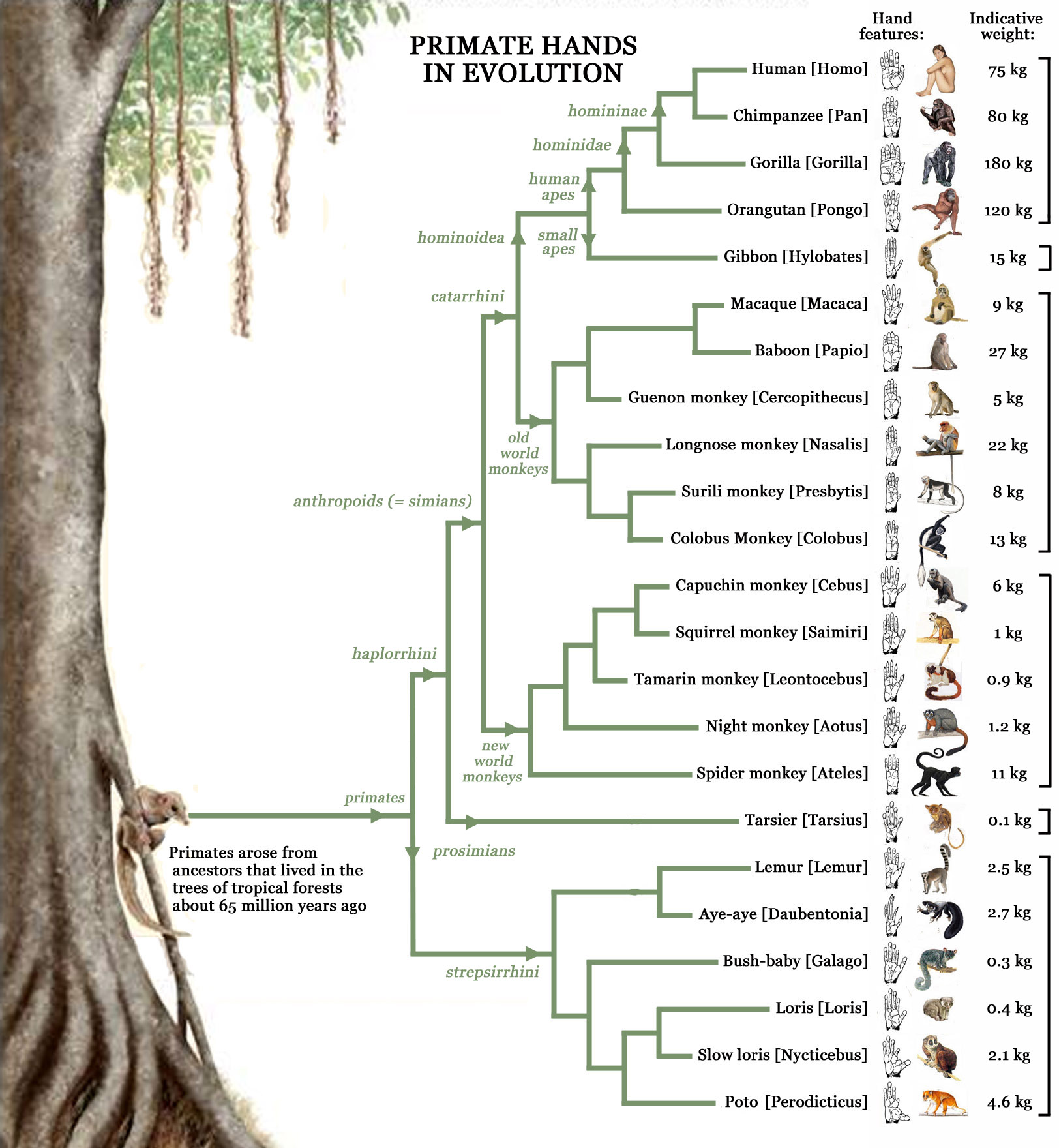 Primate hands in evolution!