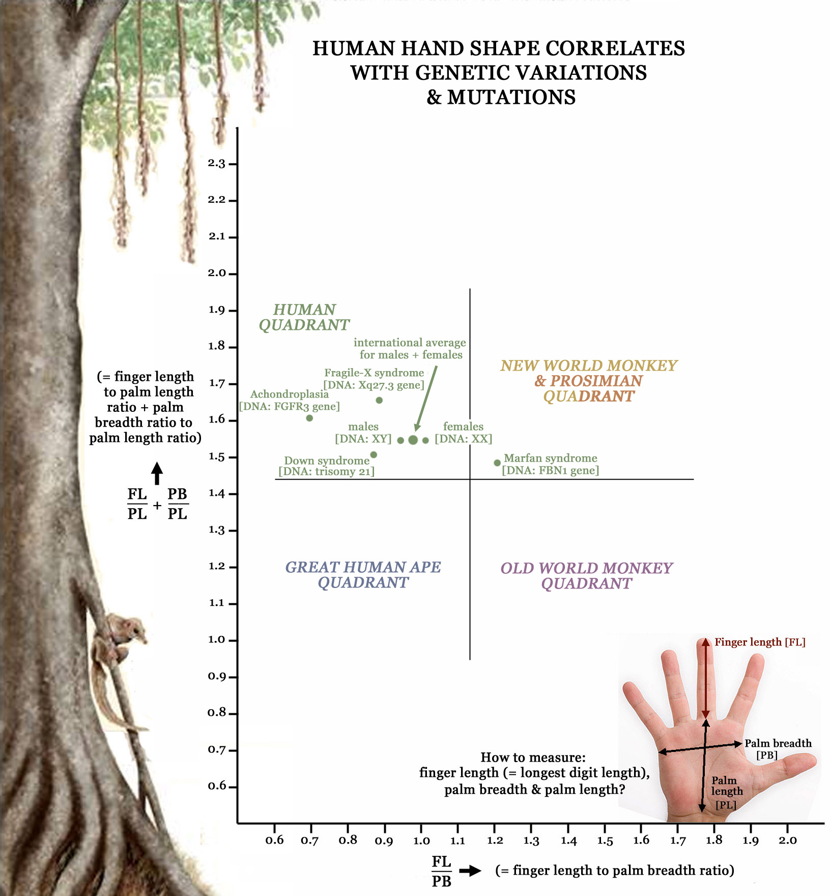 Finger length re-defined: evolution, genetics & hormones!