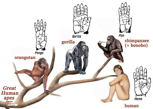 Are humans primates?