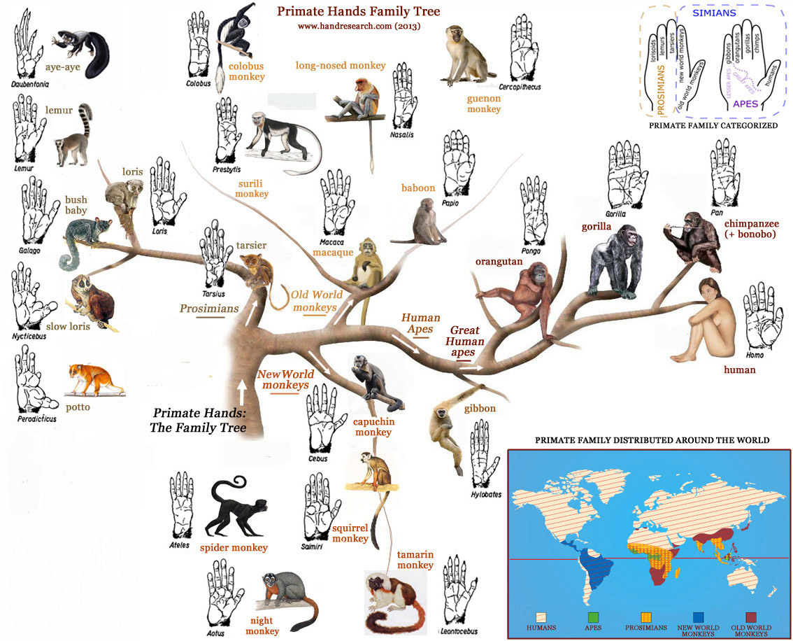 Hands: the primate family tree!