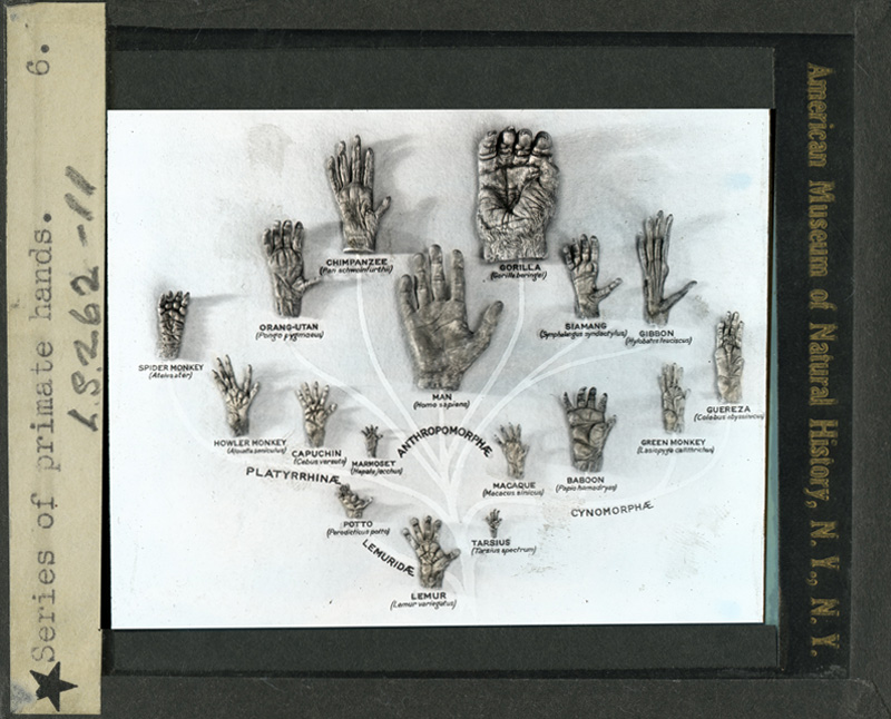 Primatology Palm Reading: The Primate Hands Family Tree!