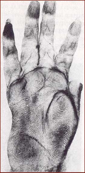 Photo: the right hand of a macaque.