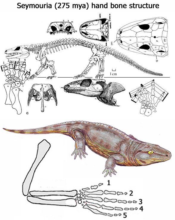 Seymouria hand bone structure.