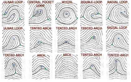 Tented arches beteen radial loops and ulnar loops.