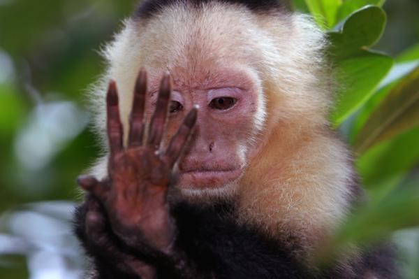 The hand of a white faced Capuchin primate.