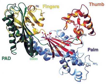 DNA & the hand: pad, palm, fingers & the thumb.