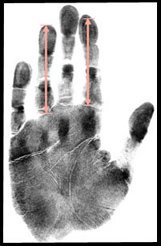 Human digital formula: index finger and ring finger have approximately the same length!
