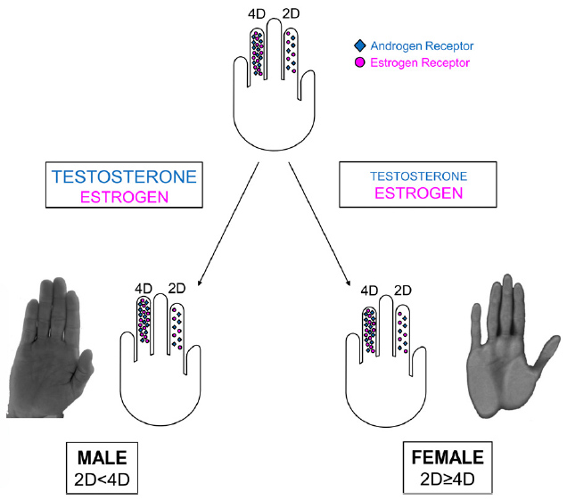 2D:4D digit ratio and hormones: the testosterone / estrogen balance.