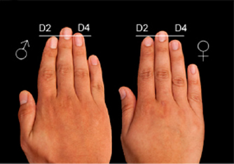 Hand news: 2D:4D digit ratio.