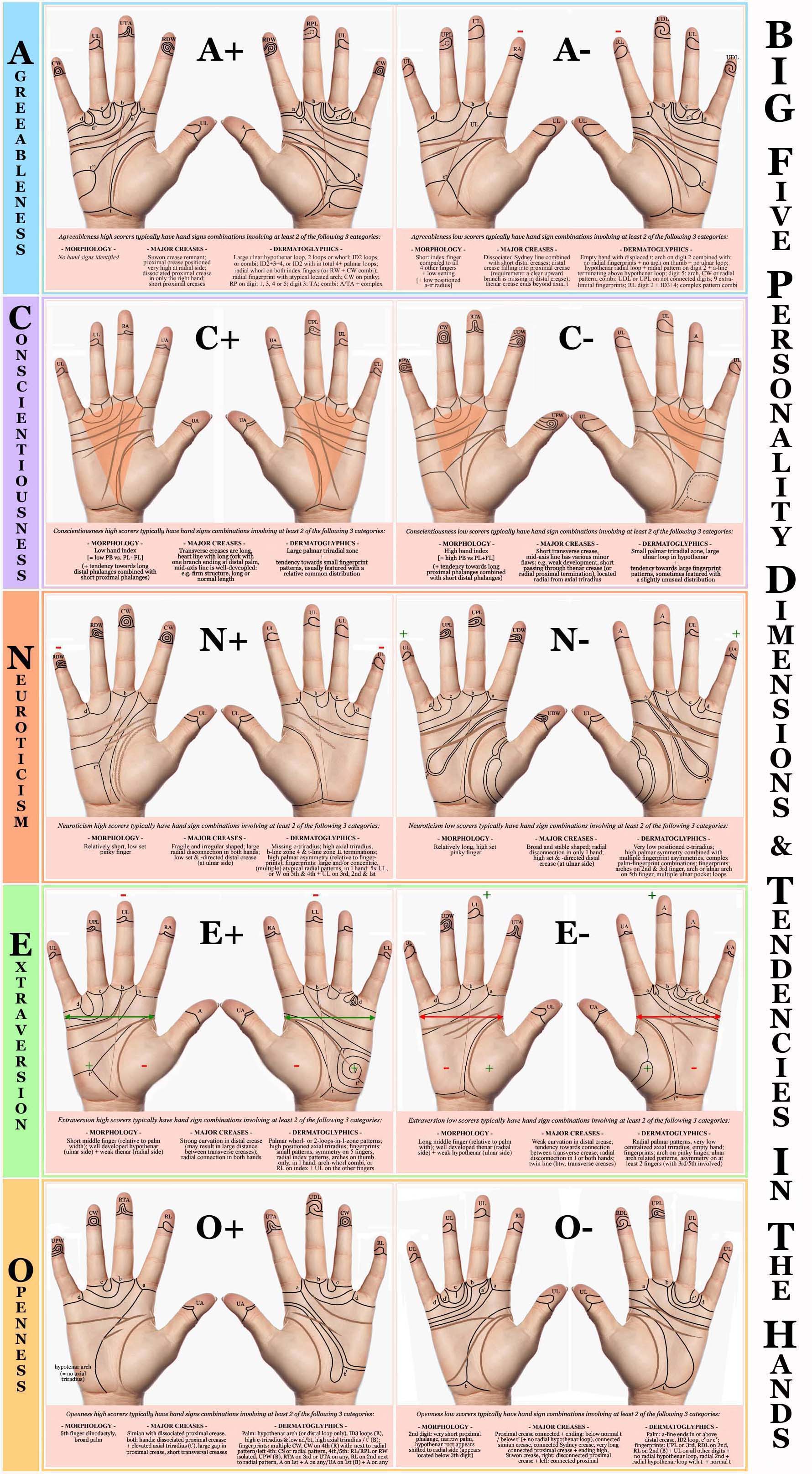 Big Five personality dimensions & tendencies in the hand: Agreeableness, Conscientiousness, Neuroticism, Extraversion & Openness