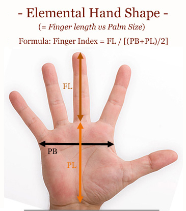 Elemental hand shape assessment: finger length vs. palm size.